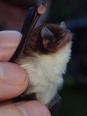 Thyroptera tricolor