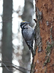 Picoides tridactylus
