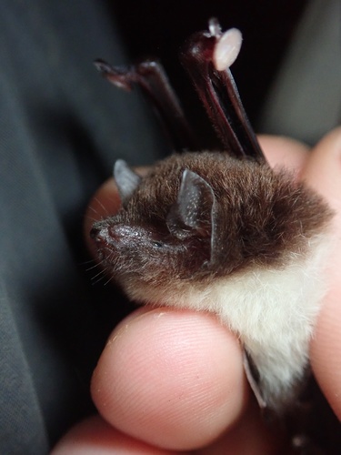 Spix's Disk-winged Bat
