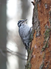 Picoides tridactylus