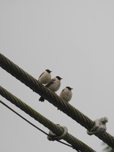 Sooty-headed Bulbul