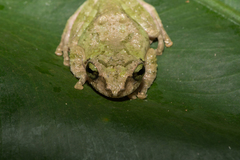 Kurixalus berylliniris