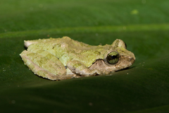 Kurixalus berylliniris