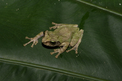 Kurixalus berylliniris