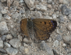 Lycaena caerulea