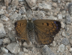 Lycaena caerulea