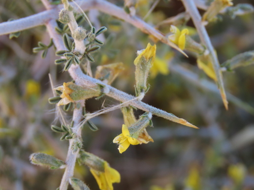 Yellow Thorn (Melolobium candicans)