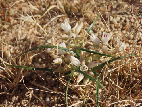 Lachenalia giessii