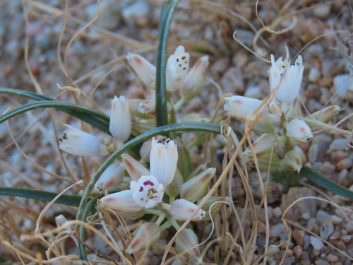 Lachenalia giessii