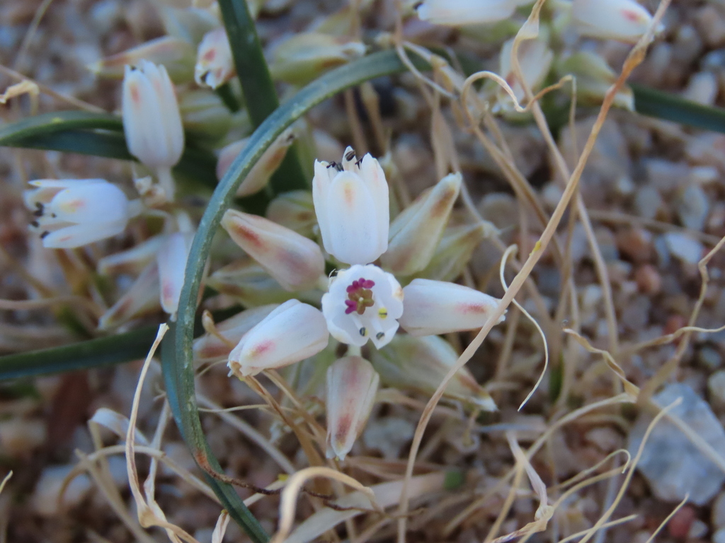 Lachenalia giessii, Aus, Namibia