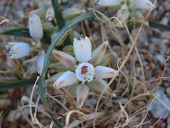 Lachenalia giessii