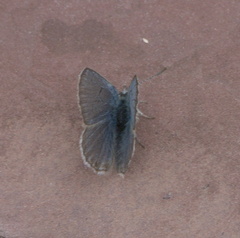 Icaricia shasta