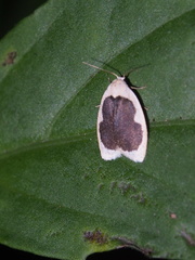 Pseudoblabes oophora