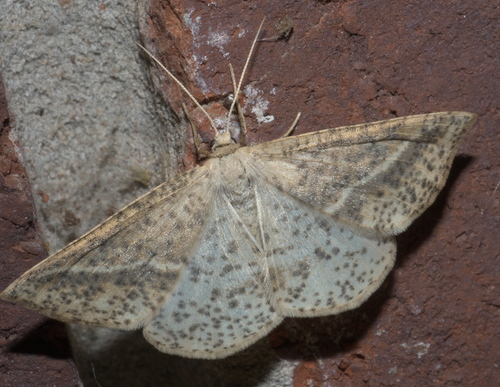Speckled Lamplighter photo 4