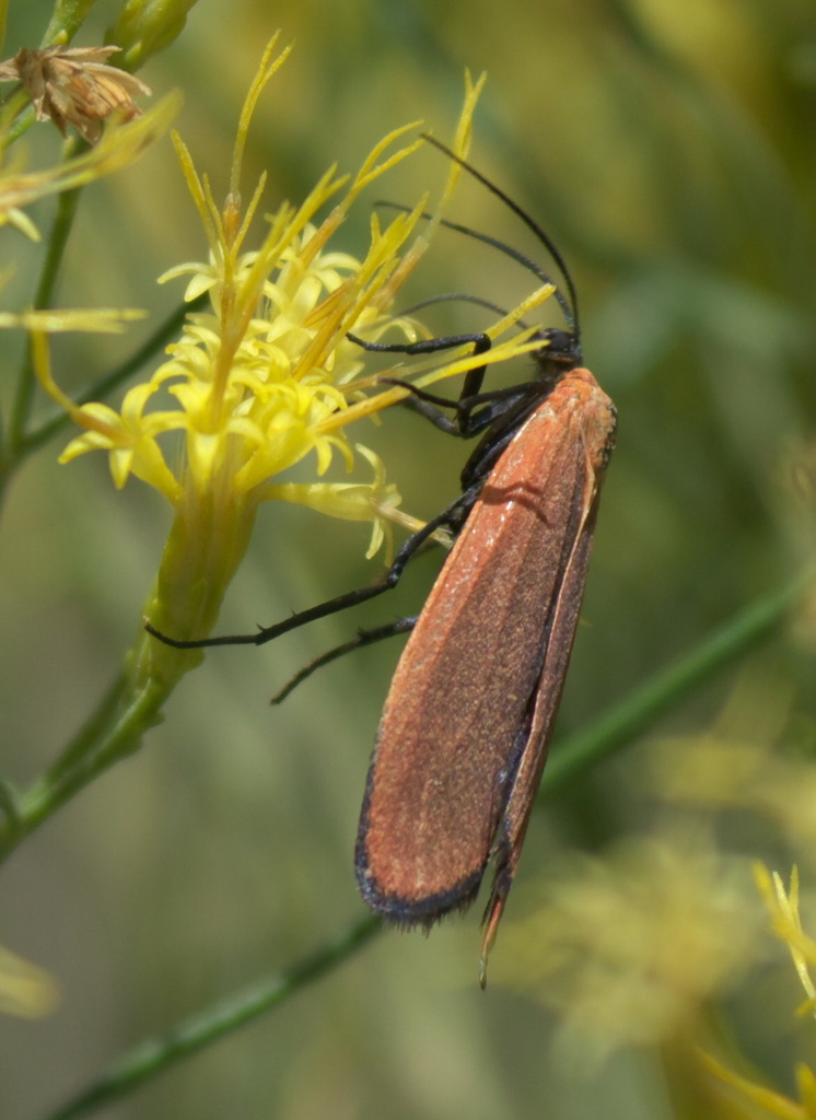 Lycomorpha grotei