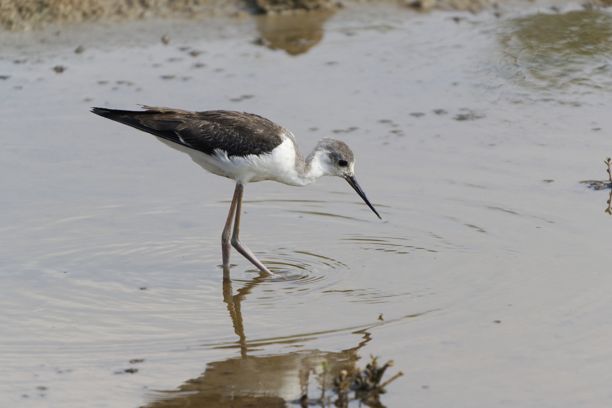 Black-winged Stilt