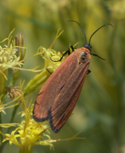 Lycomorpha grotei photo 3