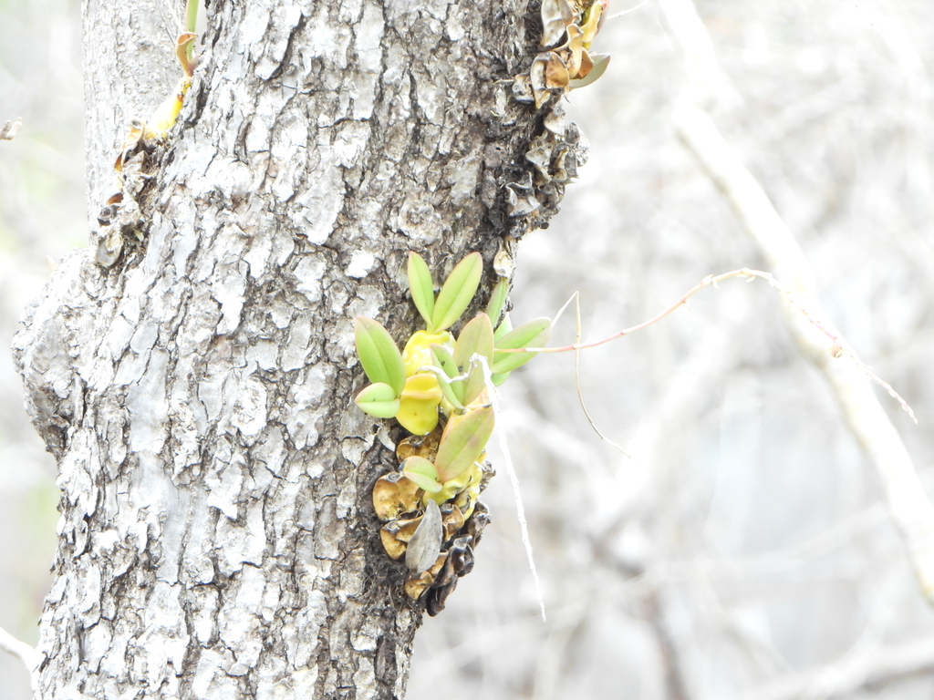 Bulbophyllum histrionicum
