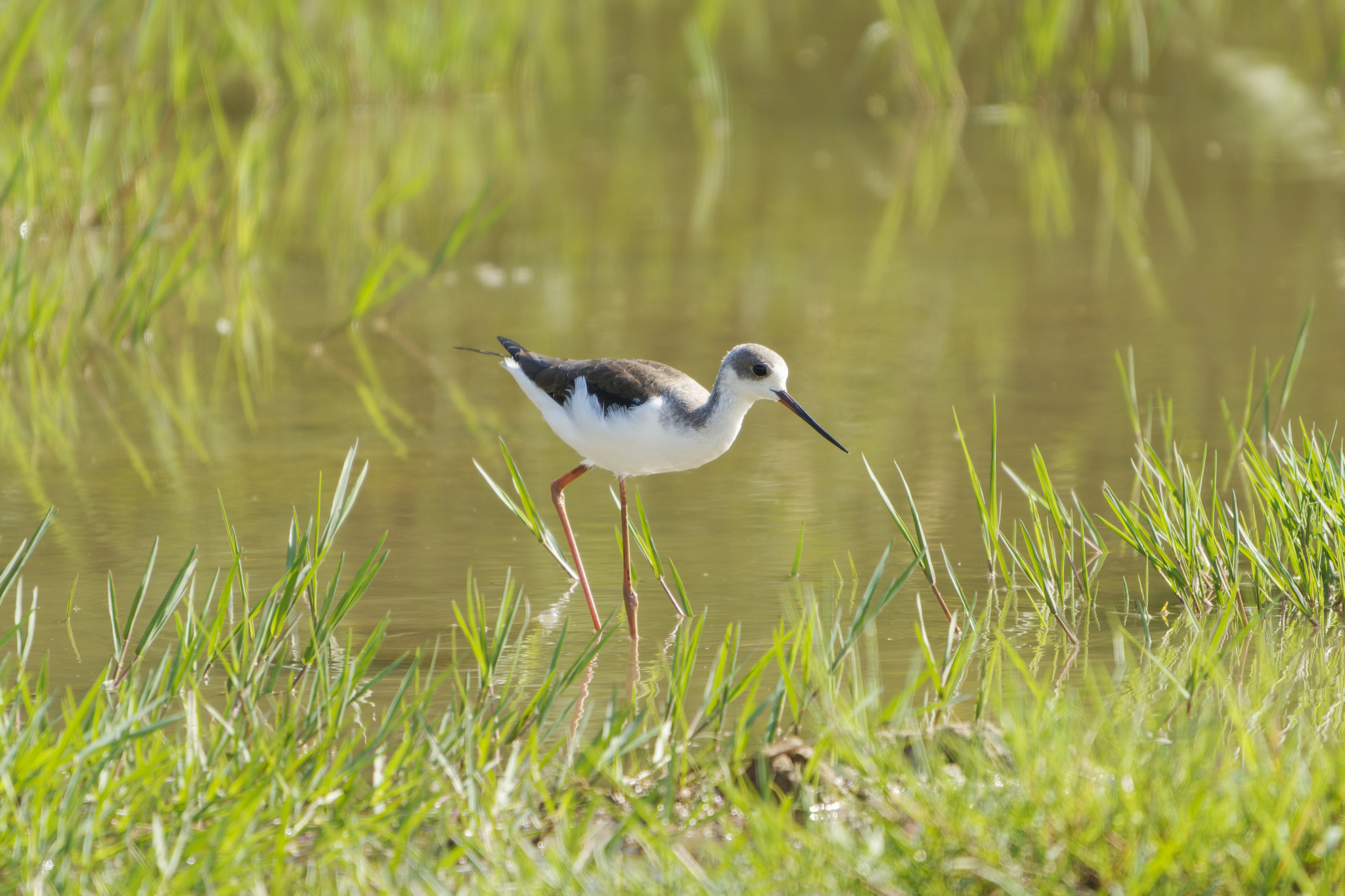 Black-winged Stilt