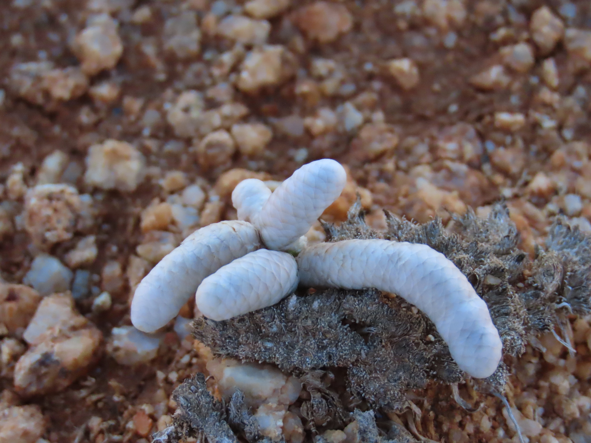 Anacampseros albissima