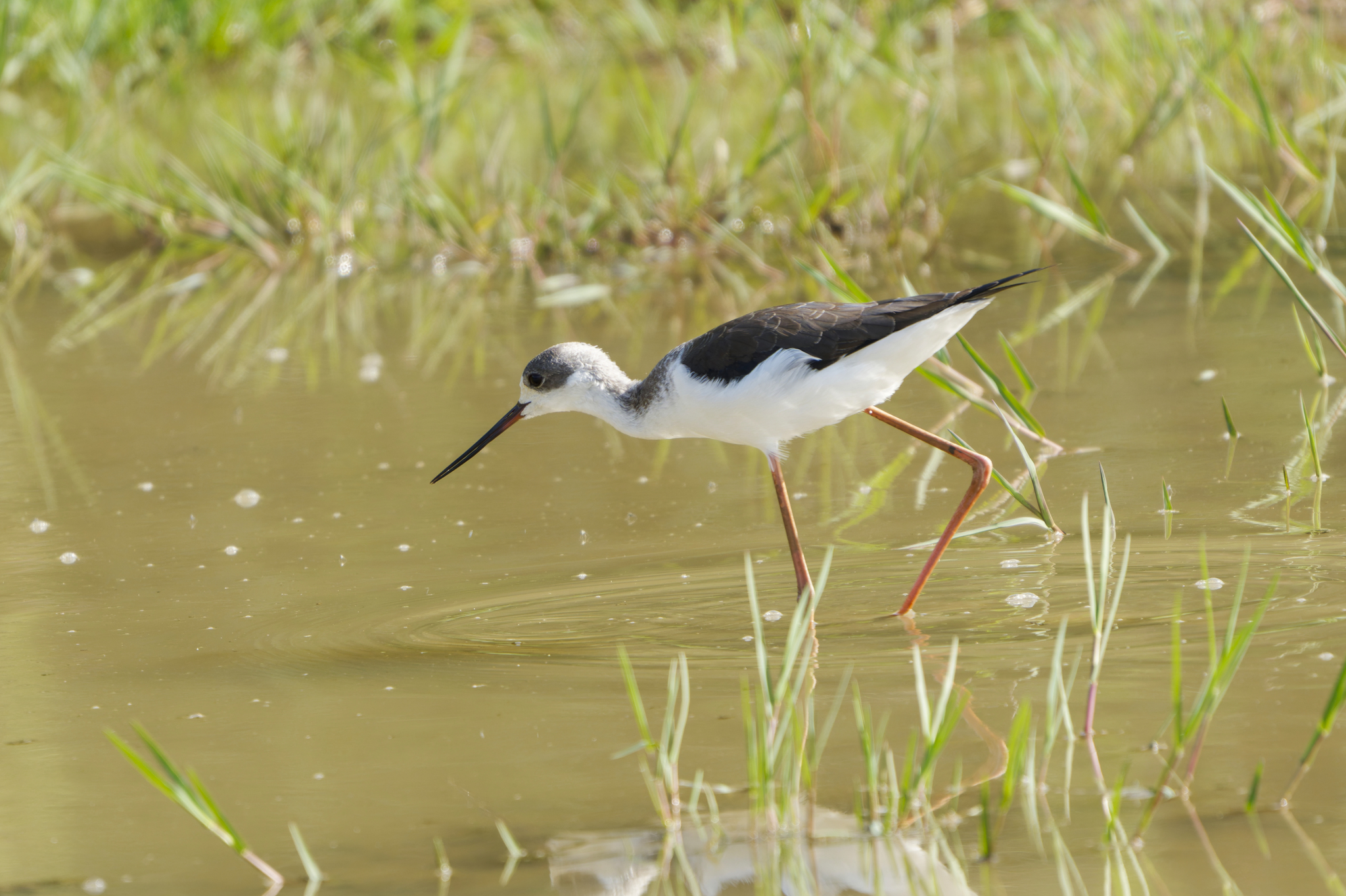 Black-winged Stilt