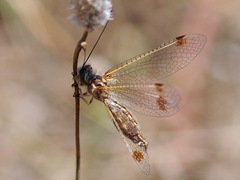 Deleproctophylla australis