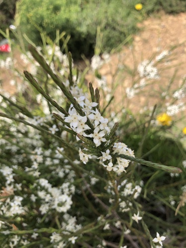 Dozen Capespray (Struthiola dodecandra)
