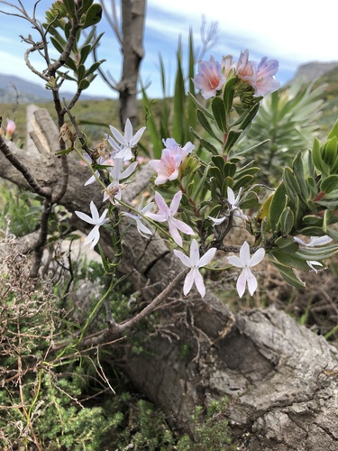 Cyphia volubilis, photograph 6