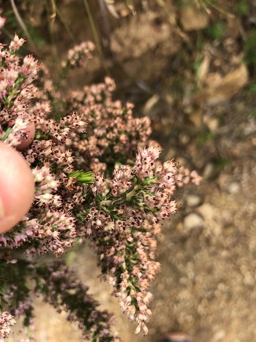 Feather Heath (Erica paniculata)