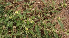 Tribulus pentandrus