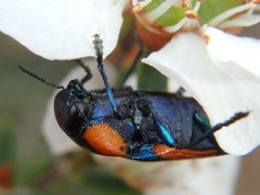 Castiarina grata