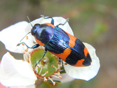 Castiarina grata