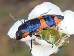 Castiarina grata