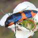 Castiarina grata - Photo (c) Geoffrey Cox, some rights reserved (CC BY-NC), uploaded by Geoffrey Cox