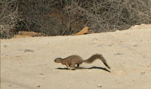Unstriped Ground Squirrel