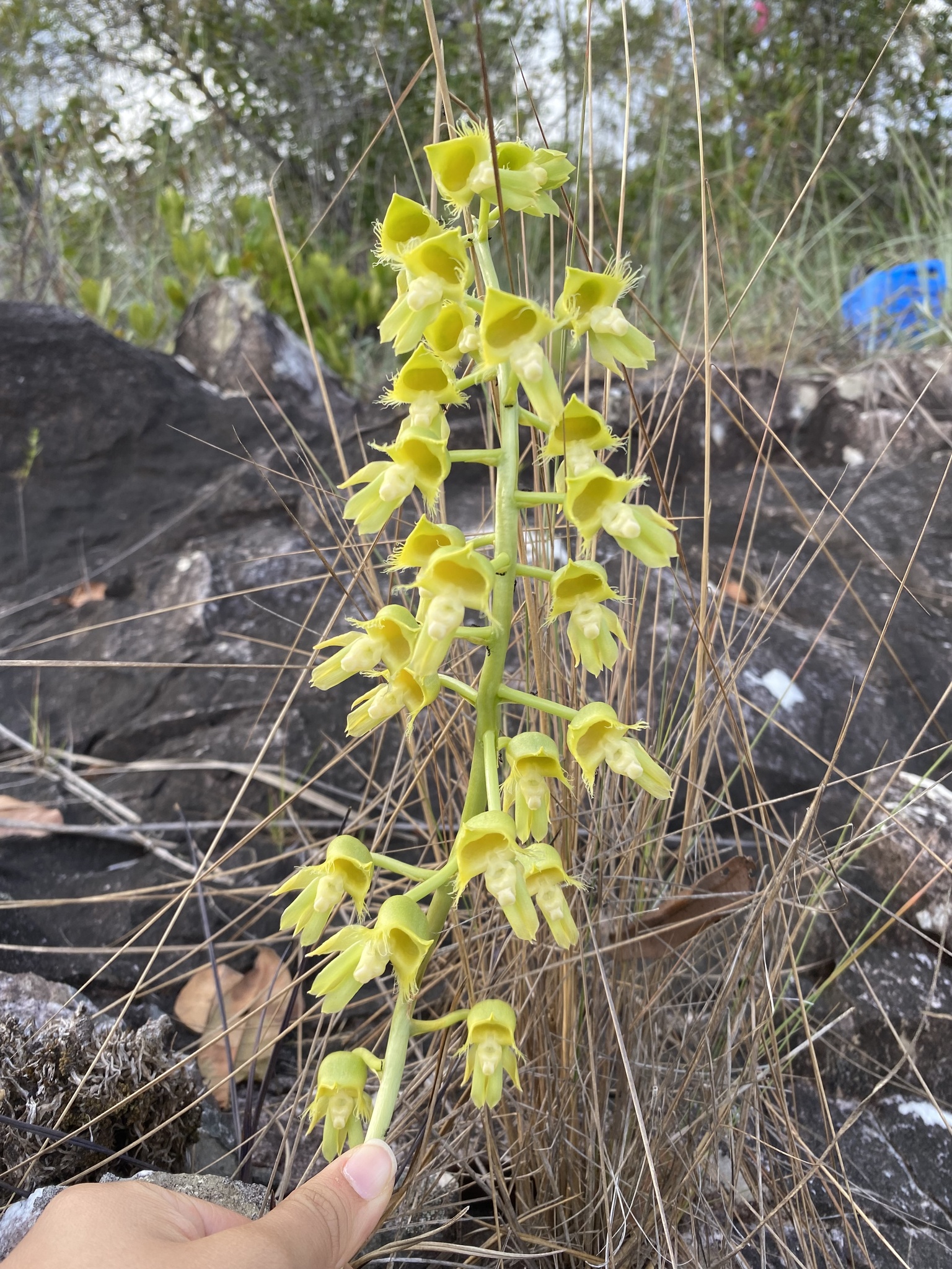 Catasetum gardneri