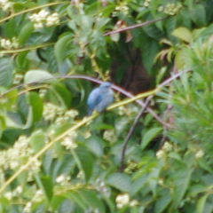 Cyornis