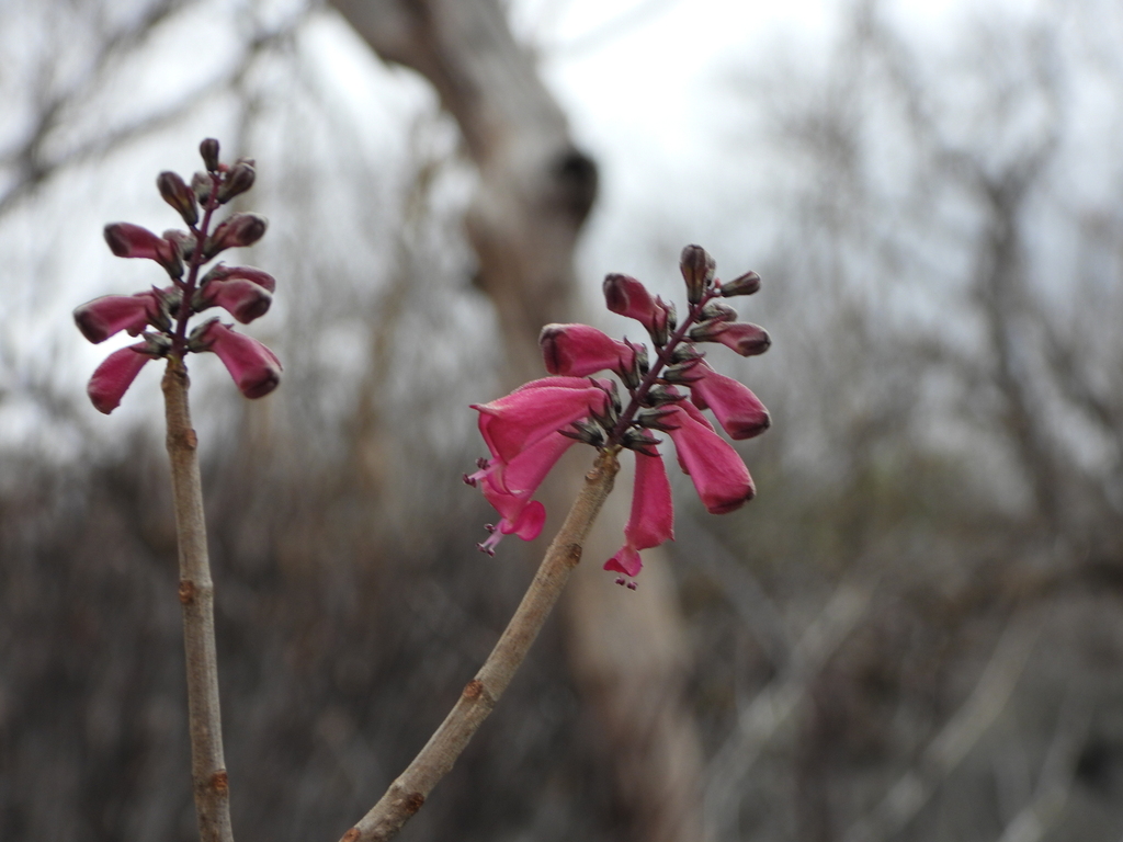 Capitanopsis magentea (Capitanopsis magentea)