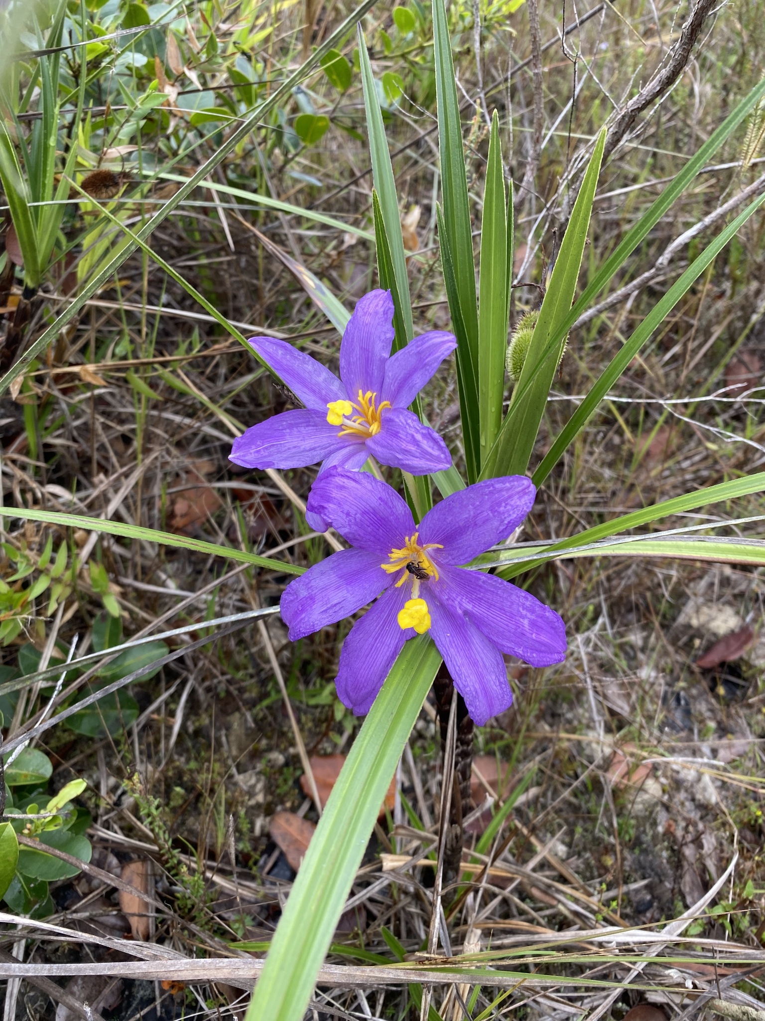 Vellozia dasypus