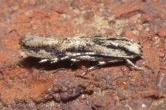 Melanocinclis lineigera