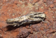 Melanocinclis lineigera