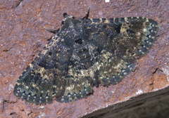 Metalectra diabolica