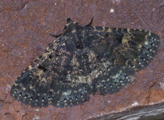 Metalectra diabolica