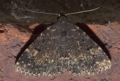 Metalectra tantillus