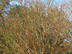 Erythrina corallodendron