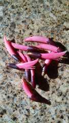 Erythrina corallodendron