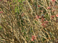 Erythrina corallodendron