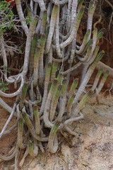 Euphorbia mammillaris