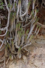 Euphorbia mammillaris