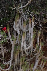 Euphorbia mammillaris